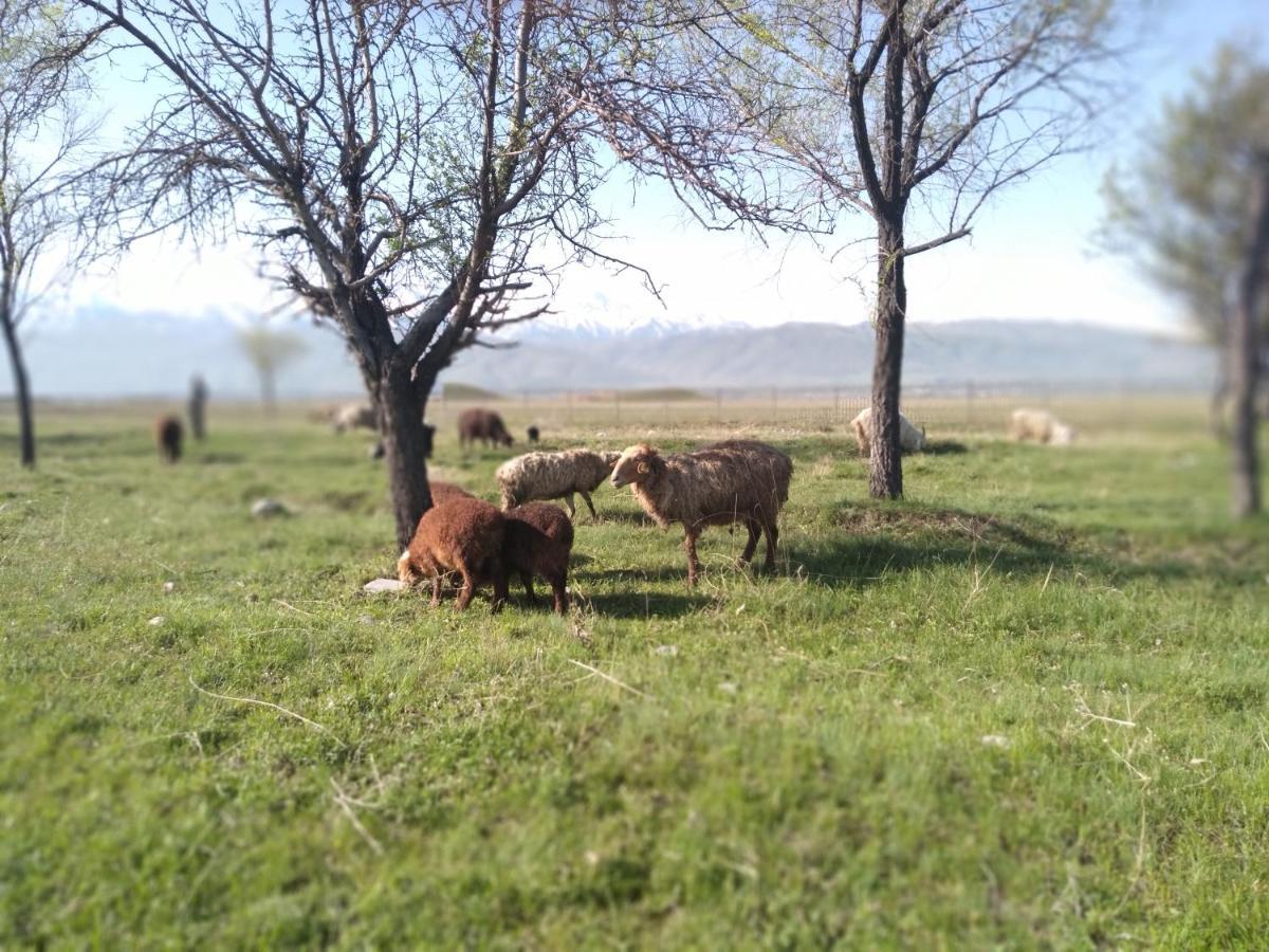 Уютный Ночлег Иссыкские Курганы Rahat 外观 照片